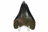 Serrated, Fossil Megalodon Tooth - Collector Quality #135920-2